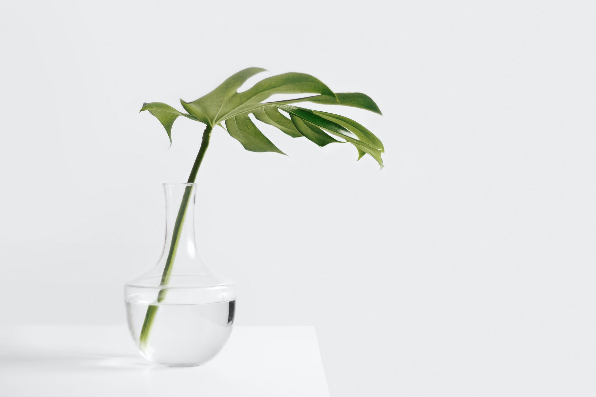 Minimalist room with a white table, clean lines, and a vase with a plant.